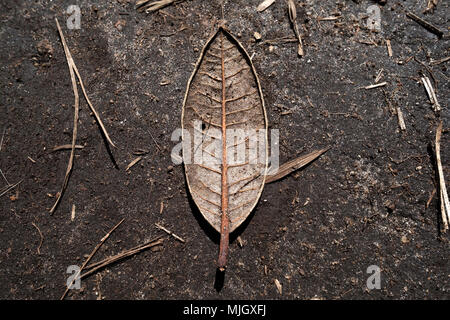 Single dry leaf of tree on brown ground as sign of coming autumn Stock Photo