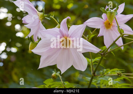 Close-up of the flowers of the Tree Dahlia (Dahlia imperialis) also known as Bell Tree Dahlia. Stock Photo