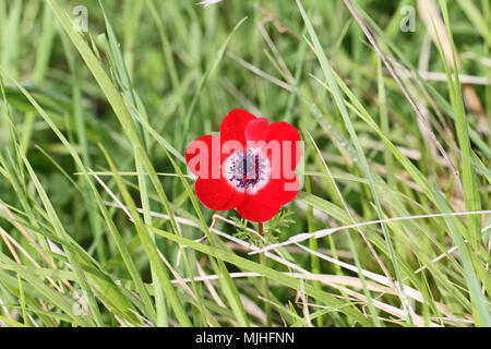 wild red crown anemone flower Latin name anemone coronaria growing in a meadow in central Italy in springtime Stock Photo