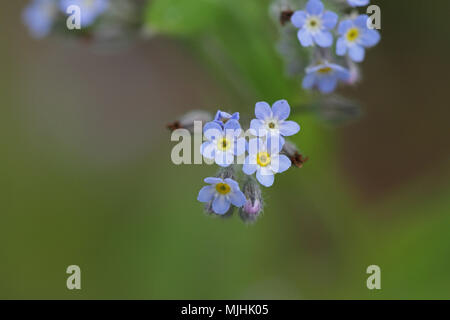 Tiny forget-me-not bur close to or Bur forget-me-not flowers only 4 millimetres across Latin name lappula squarrosa growing in a meadow in Italy Stock Photo