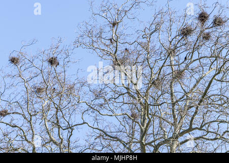 Tree in winter with crow nests in front of a blue sky Stock Photo