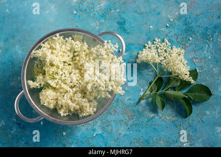 Elderflower blossom flower in colander. The flowers are edible and can be used to add flavour and aroma to both drinks and desserts. Stock Photo