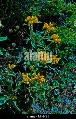 Close up of Phlomis fruticosa growing wild in the Cyprus countryside Stock Photo