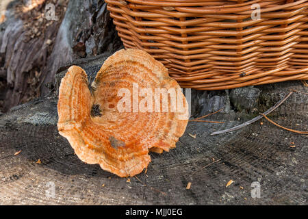 Harvested at autumn amazing edible mushroom Saffron Milk Cap known as Orange Milk Cap. Composition of edible mushroom Orange Milk Cap (False Saffron M Stock Photo