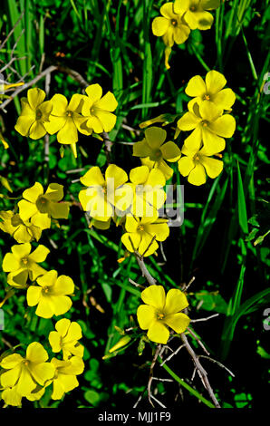 Close up Oxalis pes-caprae Cape Sorrel growing wild in the Cyprus countryside Stock Photo
