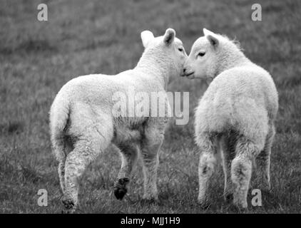 Pair of Spring Lambs, Texel Cross Stock Photo