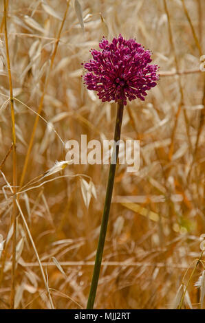 Close up of Allium ampeloprasum Wild Leek  growing wild in a cornfiled in the Cyprus countryside Stock Photo