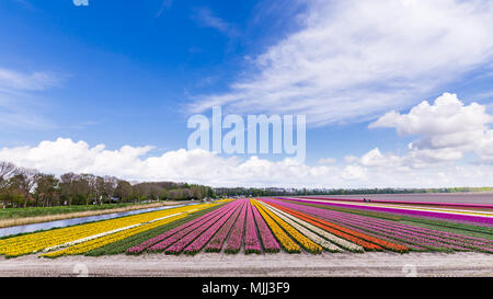 Colorful tulips fields during springtime in the Netherlands Stock Photo