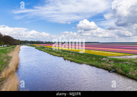 Colorful tulips fields during springtime in the Netherlands Stock Photo