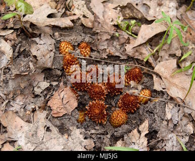 Emerging flowers of a squawroot plant in a spring forest. Stock Photo
