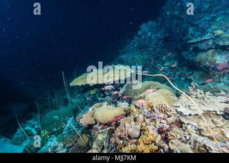 Lattice soldierfish (Myripristis violacea  Bleeker, 1851) under the table coral. Ulong Channel, Palau Stock Photo