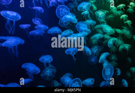 A group of moon jellyfish (Aurelia aurita) in an aquarium under blue and green artificial lighting Stock Photo