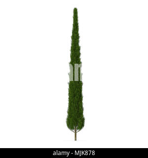 Cypress Tree on white. 3D illustration Stock Photo