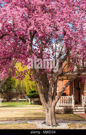 Crabapple tree in full pink springtime bloom; Salida; Colorado; USA Stock Photo