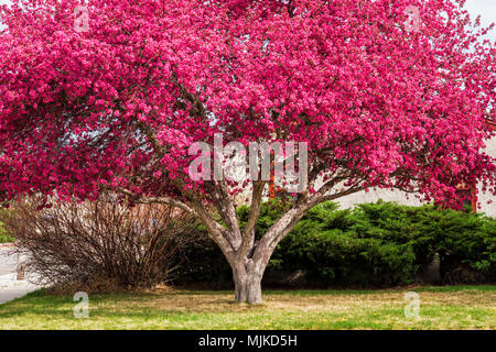 Crabapple tree in full pink springtime bloom; Salida; Colorado; USA Stock Photo