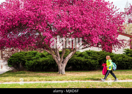 Elementary school child walking home from school; crabapple tree in full pink springtime bloom; Salida; Colorado; USA Stock Photo