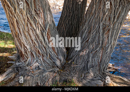 Rough textured bark on old Cottonwood Tree (Populus deltoides); Little Arkansas River; Salida; Colorado; USA Stock Photo
