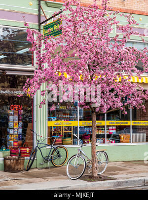 Crabapple tree in full pink springtime bloom; Sunshine Market; Salida; Colorado; USA Stock Photo