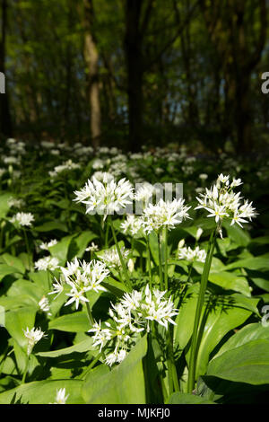 Wild garlic or Ramsons, Allium ursinum, growing in deciduous woodland, north Dorset England UK. Wild garlic is popular with foragers and used in a var Stock Photo