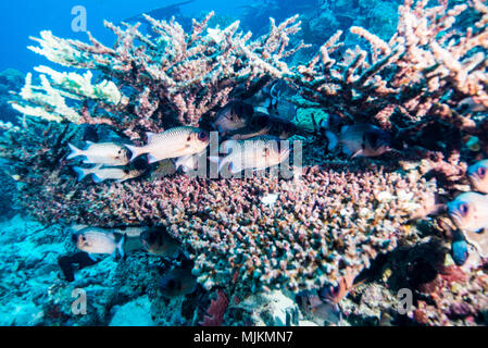 Lattice soldierfish (Myripristis violacea  Bleeker, 1851) under the table coral. Ulong Channel, Palau Stock Photo