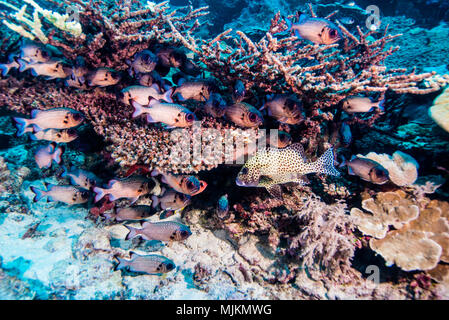 Lattice soldierfish (Myripristis violacea  Bleeker, 1851) under the table coral. Ulong Channel, Palau Stock Photo