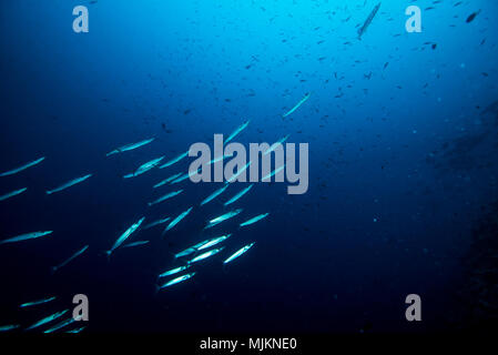 School of Bigeye barracuda (Sphyraena forsteri  Cuvier, 1829). Palau Stock Photo