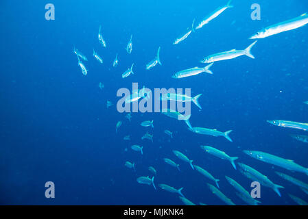 School of Bigeye barracuda (Sphyraena forsteri  Cuvier, 1829). Palau Stock Photo