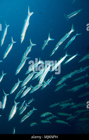 School of Bigeye barracuda (Sphyraena forsteri  Cuvier, 1829). Palau Stock Photo