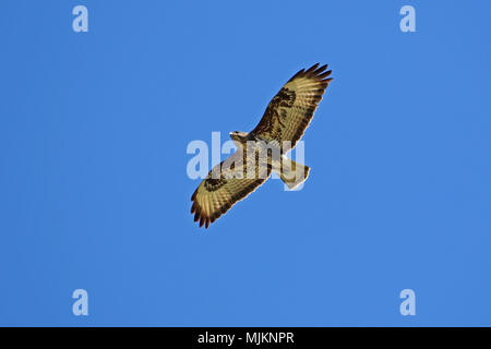 common buzzard or buteo buteo or poiana raptor close to soaring in flight in Italy Stock Photo