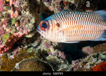 Lattice soldierfish (Myripristis violacea  Bleeker, 1851) under the table coral. Ulong Channel, Palau Stock Photo