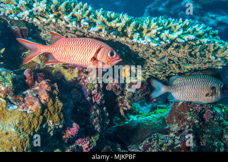 Lattice soldierfish (Myripristis violacea  Bleeker, 1851) under the table coral. Ulong Channel, Palau Stock Photo