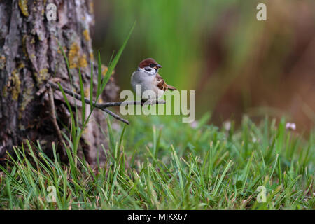 Tree sparrow in the Danube Delta Romania Stock Photo