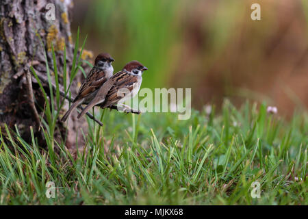 Tree sparrows in the Danube Delta Romania Stock Photo