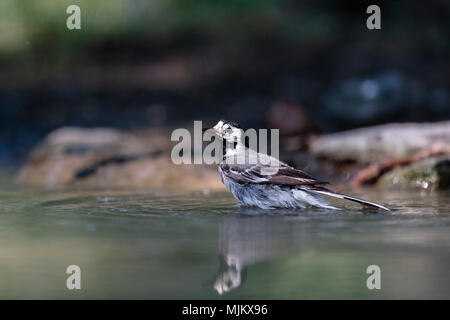 Pied wagtail bathing in the Danube Delta Romania Stock Photo