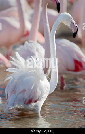 Greater flamingoes in the Camargue France