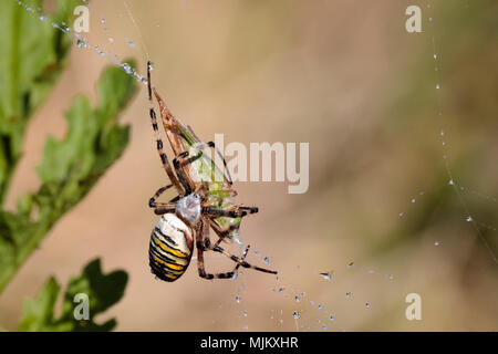 Wasp spider (Argiope bruennichi) with grasshopper prey Stock Photo