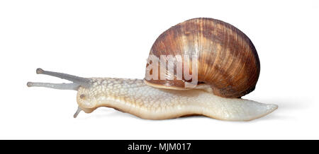 Grawling garden snail isolated on white background, close-up macro side view Stock Photo