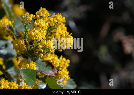 Mahonia aquifolium, Holly-leaved barberry, Holly-leaf Oregon-grape in blossoms. Close up macro view with a blank space for text. Stock Photo