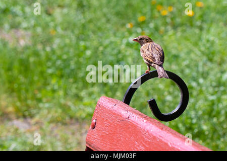 House sparrow standing on a bench in a park. Blurred green grass on the background. Stock Photo