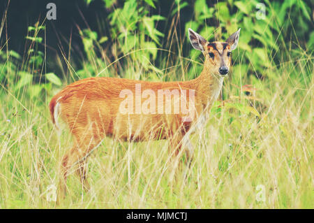 barking deer, wildlife in Khao Yai National Park, Thailand Stock Photo