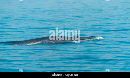Big Bryde's Whale swim to the water surface to exhale by blowing the water into the air. There are many Bryde's Whale living in the gulf of Thailand;  Stock Photo