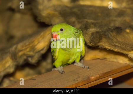 Young juvenile green ring-necked Parakeet (Psittacula krameri) bird (parrot) with red beak perched in loft / attic / roof space of house by insulation Stock Photo