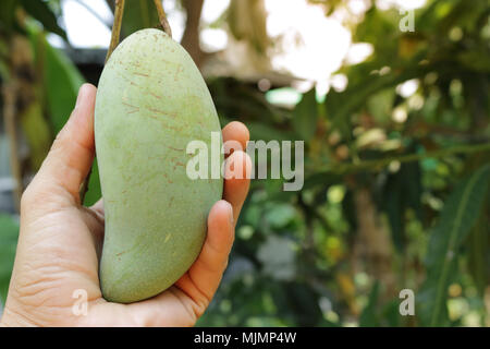 Hand hold mangoes khiaosawoey carry carefully, which on it's tree. Stock Photo