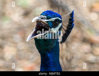 The head of a screaming peacock in garden in The Greek Orthodox Church of the Twelve Apostles, Israel Stock Photo