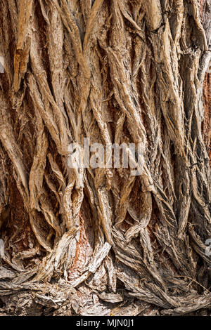 Rough textured bark on old Cottonwood Tree (Populus deltoides); Vandaveer Ranch; Salida; Colorado; USA Stock Photo