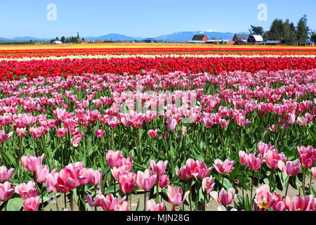 Fields of tulips at during the Skagit Valley Tulip Festival in Mount Vernon, Washington, USA. Stock Photo