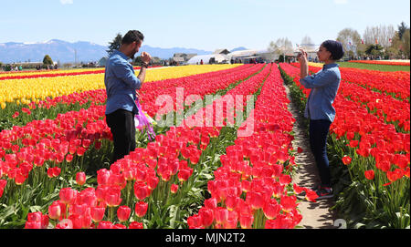 Young couple in the middle of a field of tulips - the  young woman is taking his photo while he appears to be quite shy - he seems to be laughing and  Stock Photo