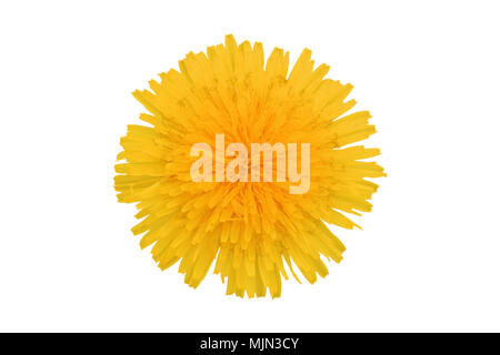 Yellow dandelion flower, isolated on a white background Stock Photo