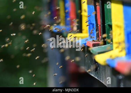 Swarm of bees flying around beehive during spring season Stock Photo