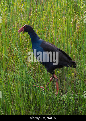 Pukeko Stock Photo